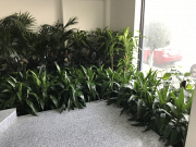 How Indoor Plant Hire In Melbourne Enhances Office and Commercial Spaces